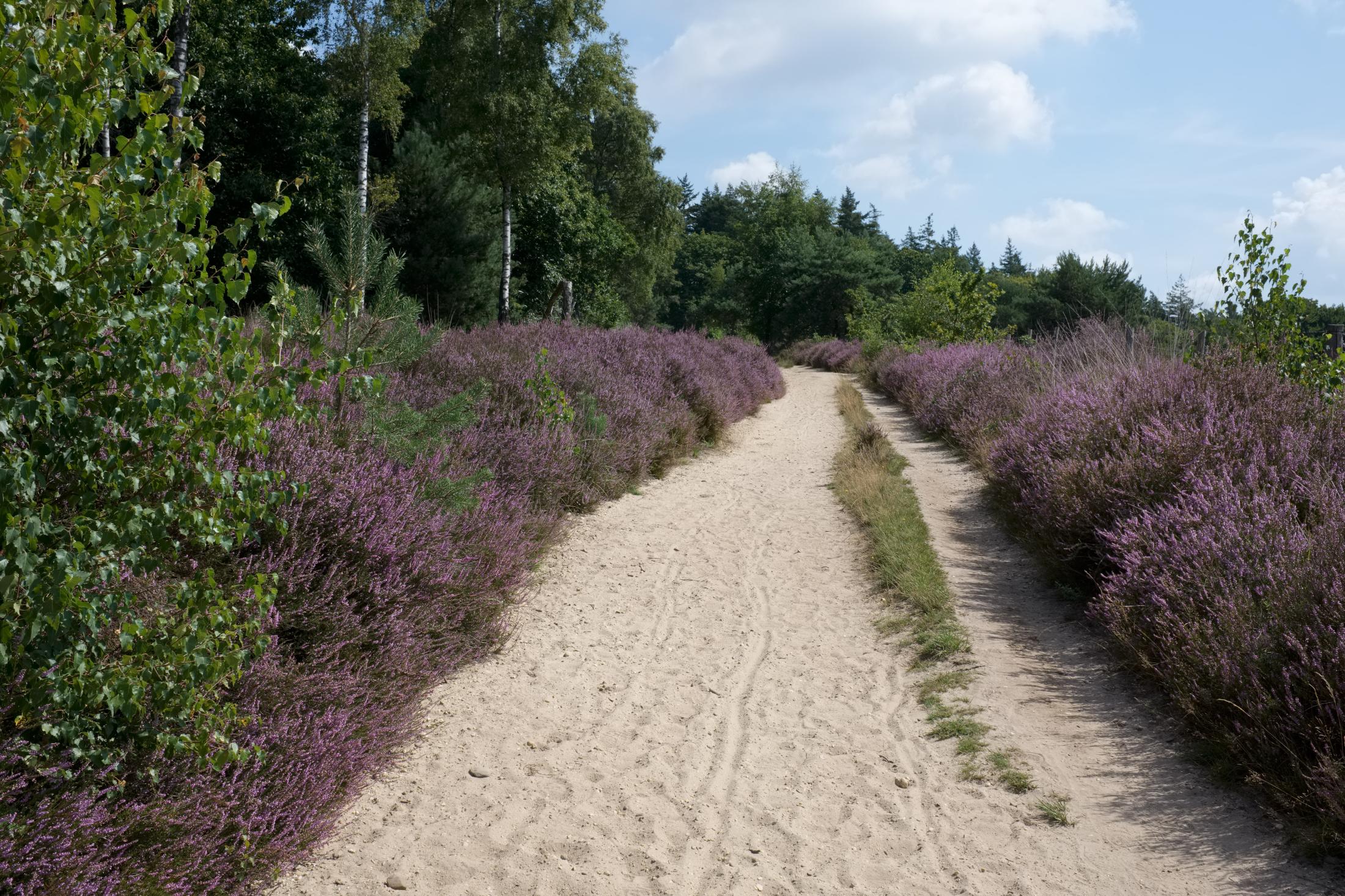 On the Heath | Buy this image
