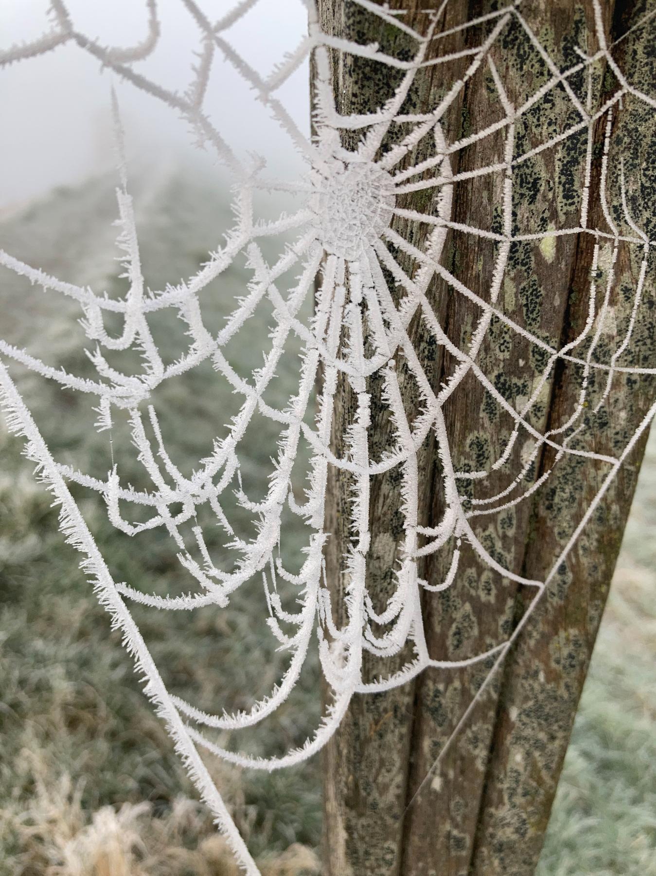 Spider Web | Buy this image