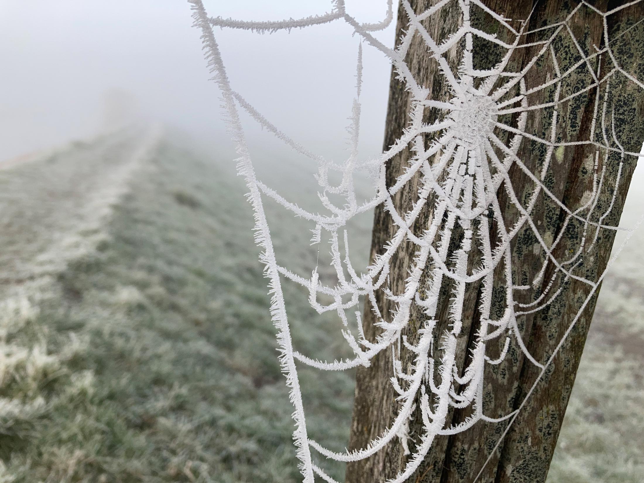 Spider Web | Buy this image