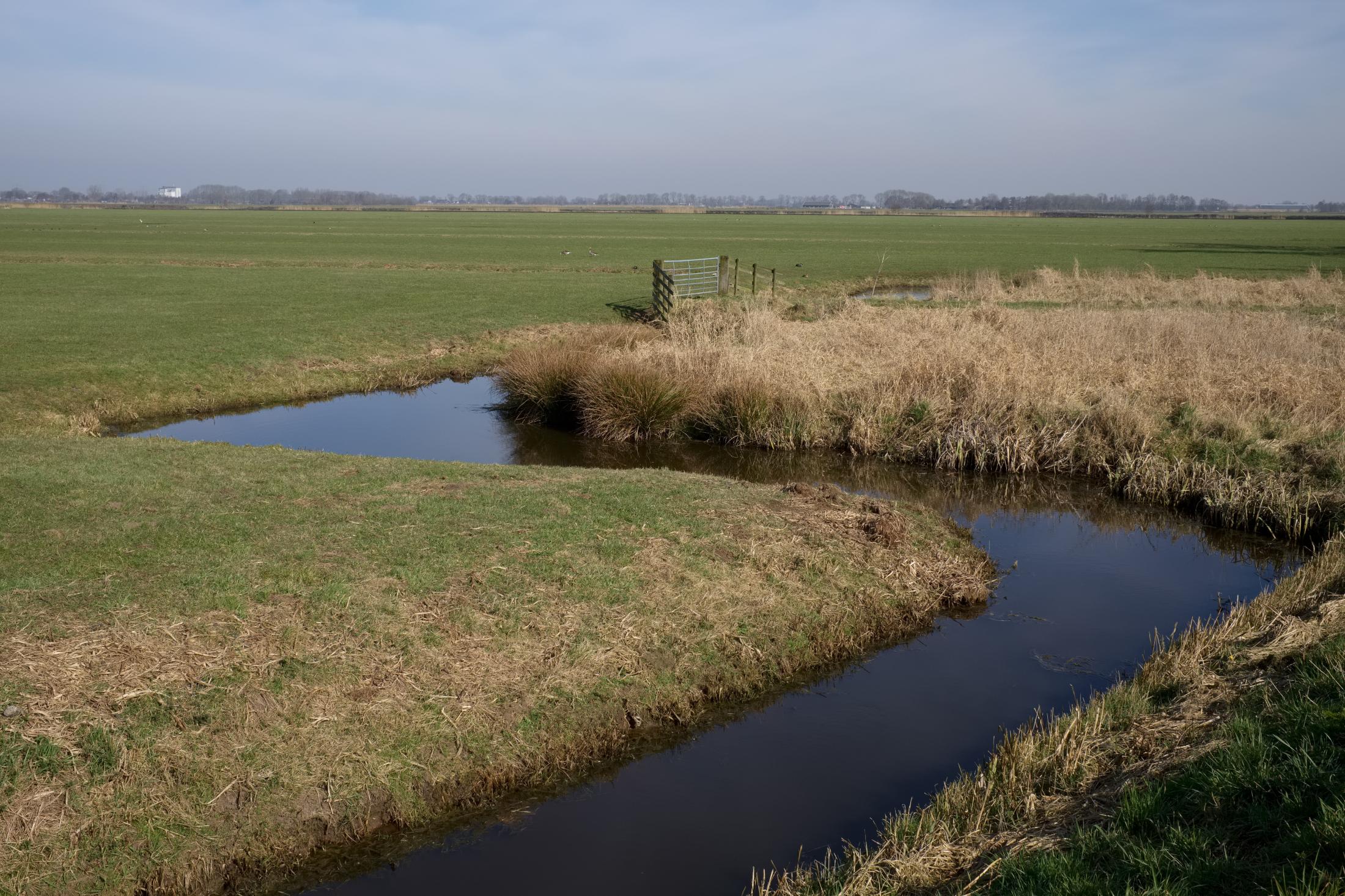 Dutch Polder Land | Buy this image