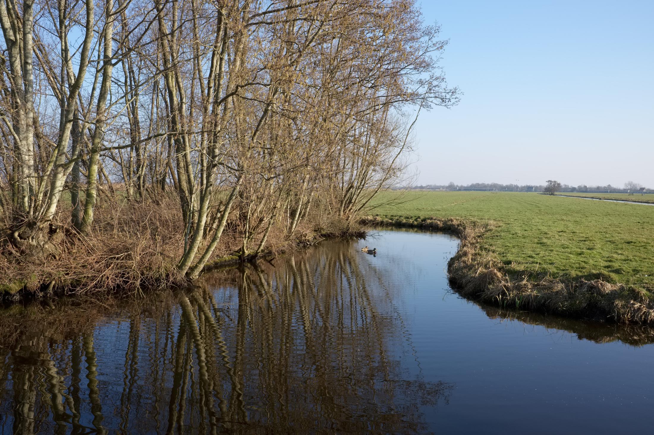 Dutch Polder Land | Buy this image