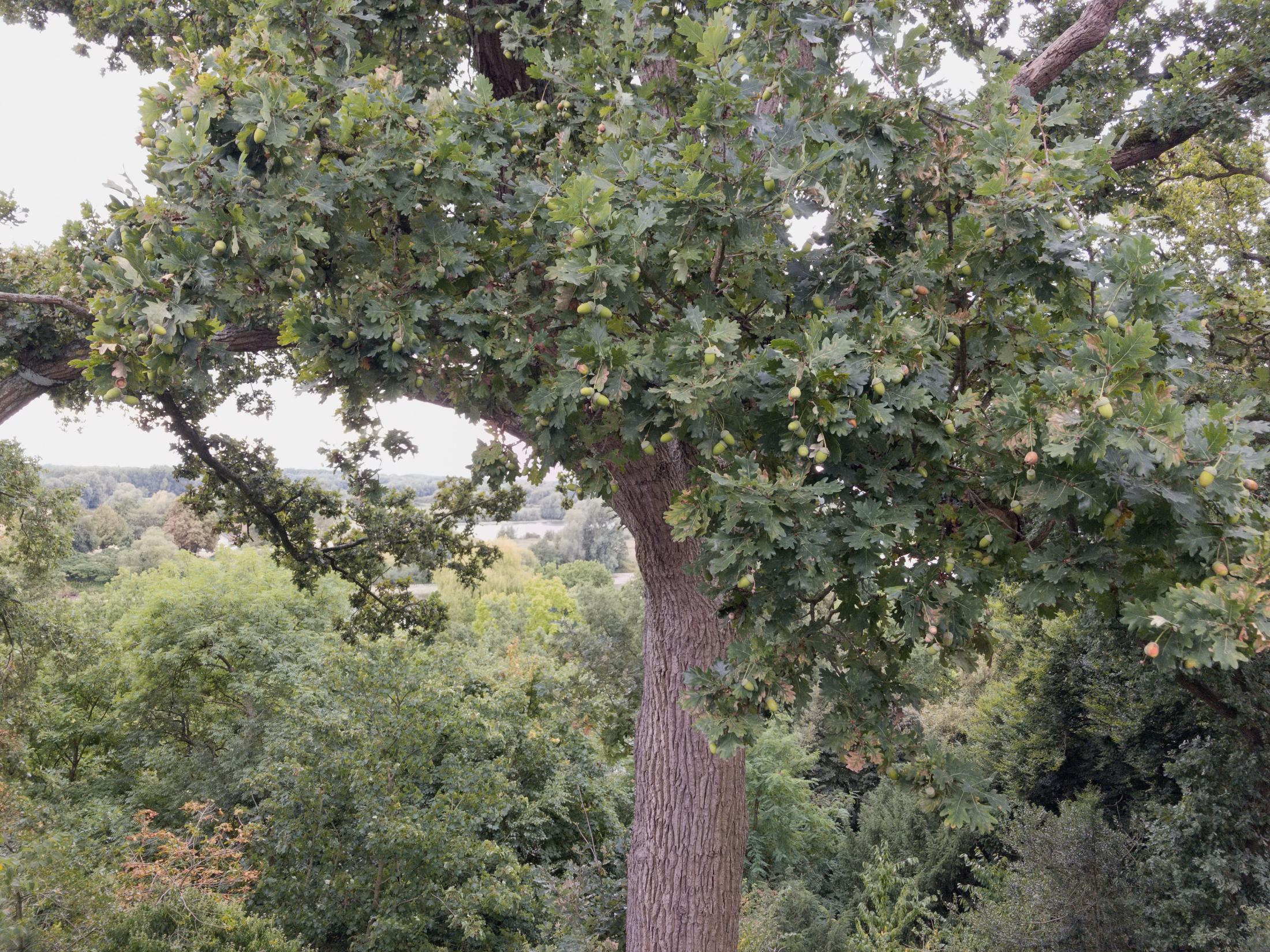 Acorns on Oak Tree | Buy this image
