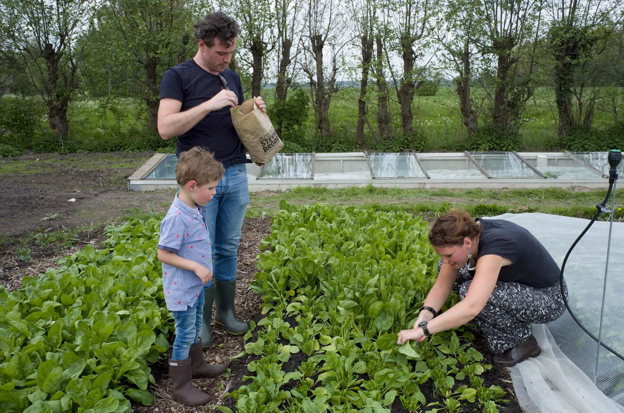 A family self-harvests spinach ...ch. Linschoten, The Netherlands
