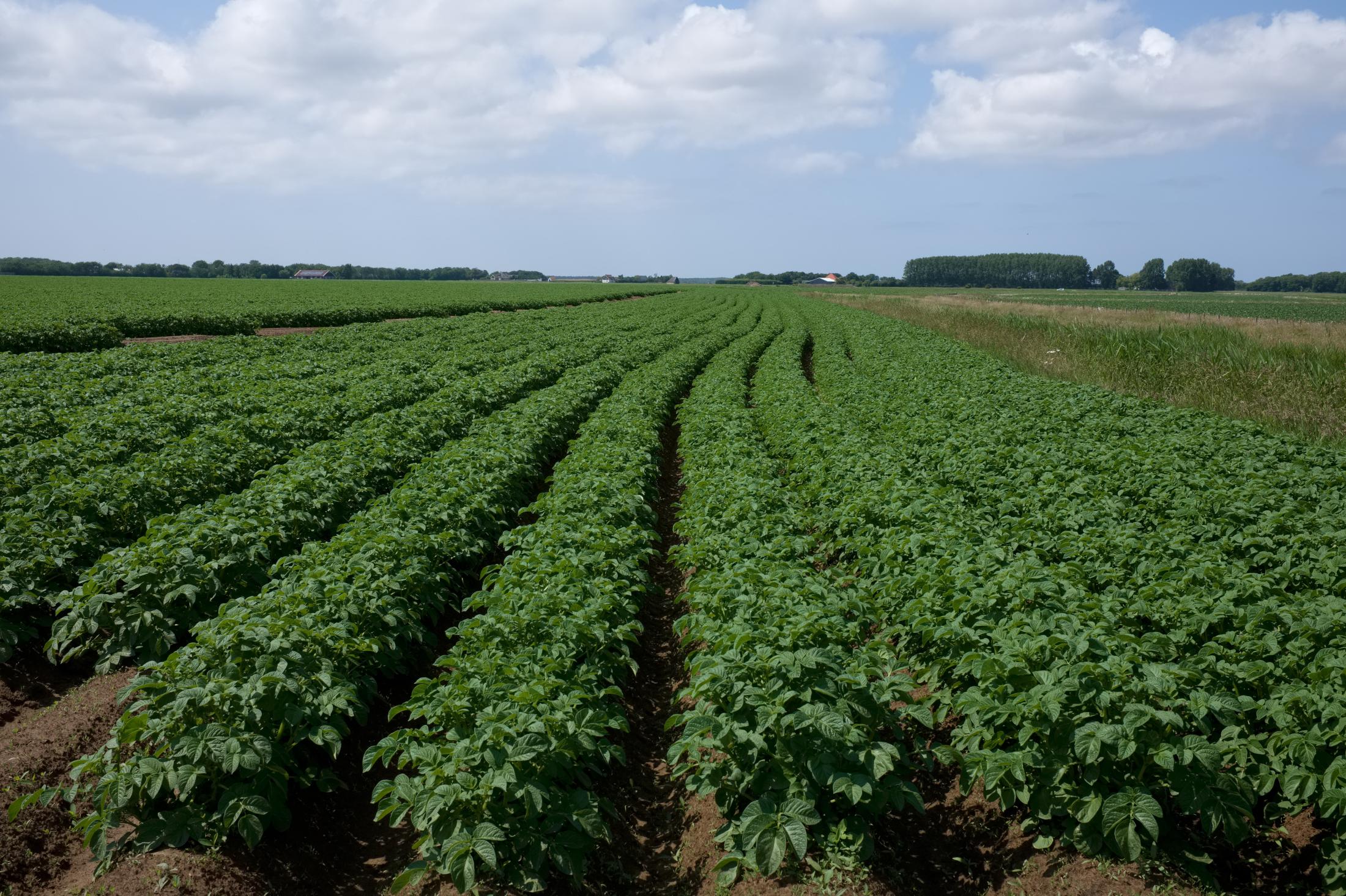 Potatoes | Buy this image