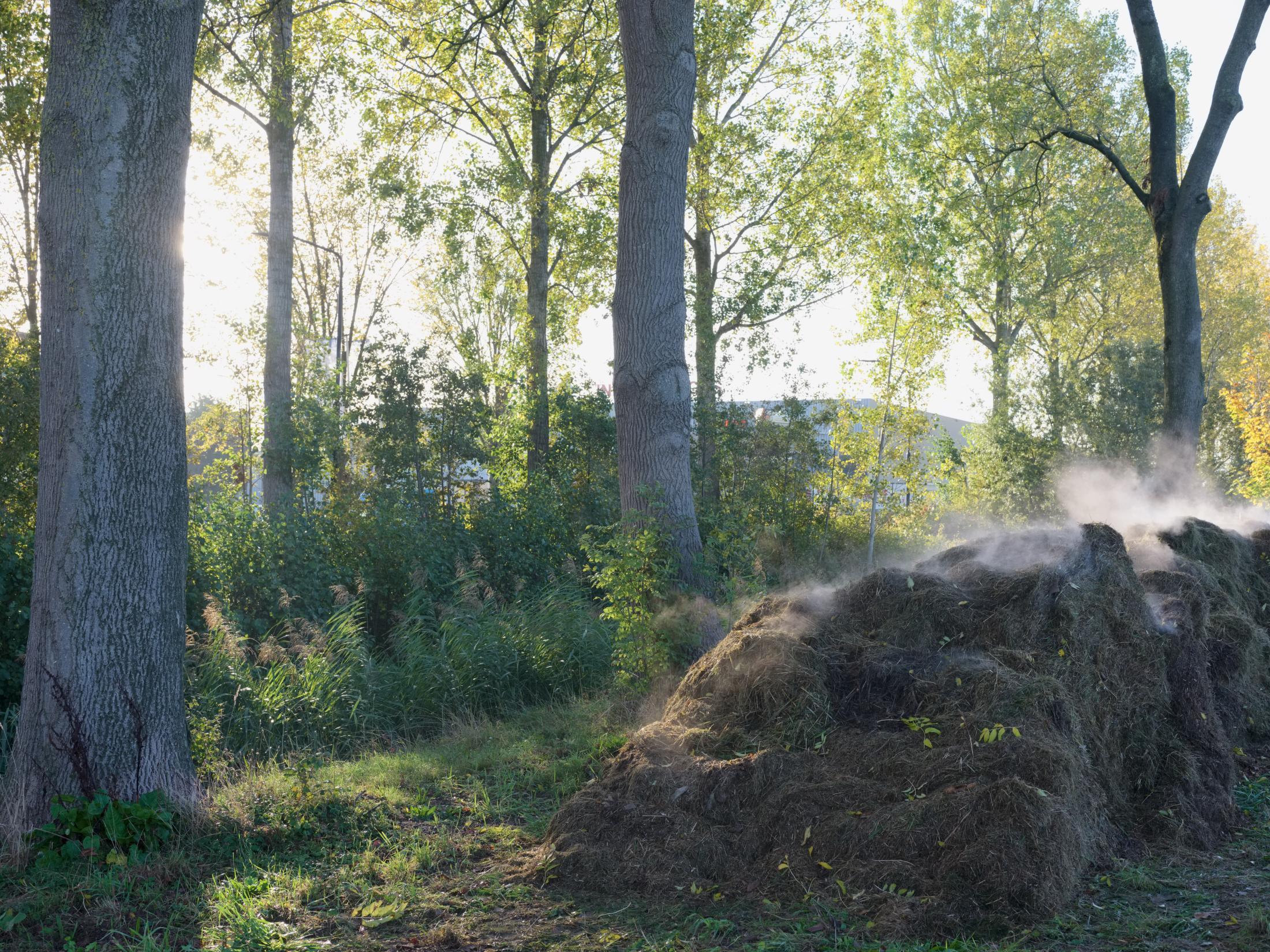 Steaming Grass | Buy this image