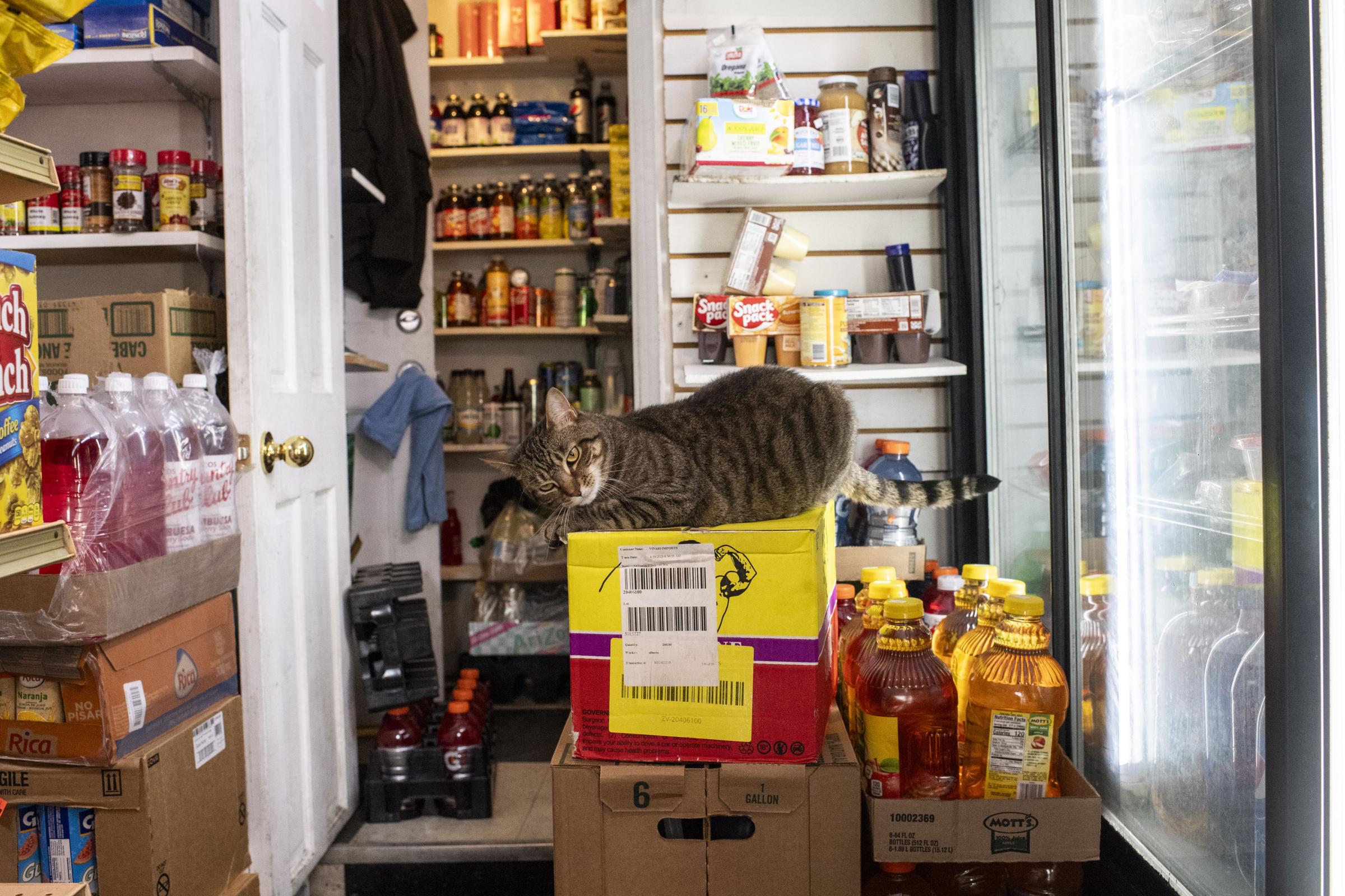 Livelihood  - August 4, 2023, Boston, MA:A cat sits on a box in Plaza...
