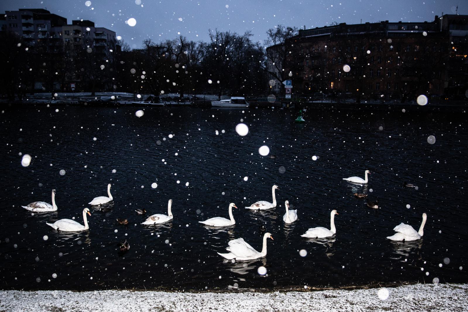 Swans At Snowfall