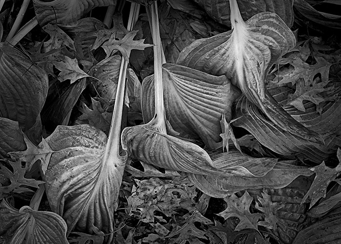 The Hosta Project