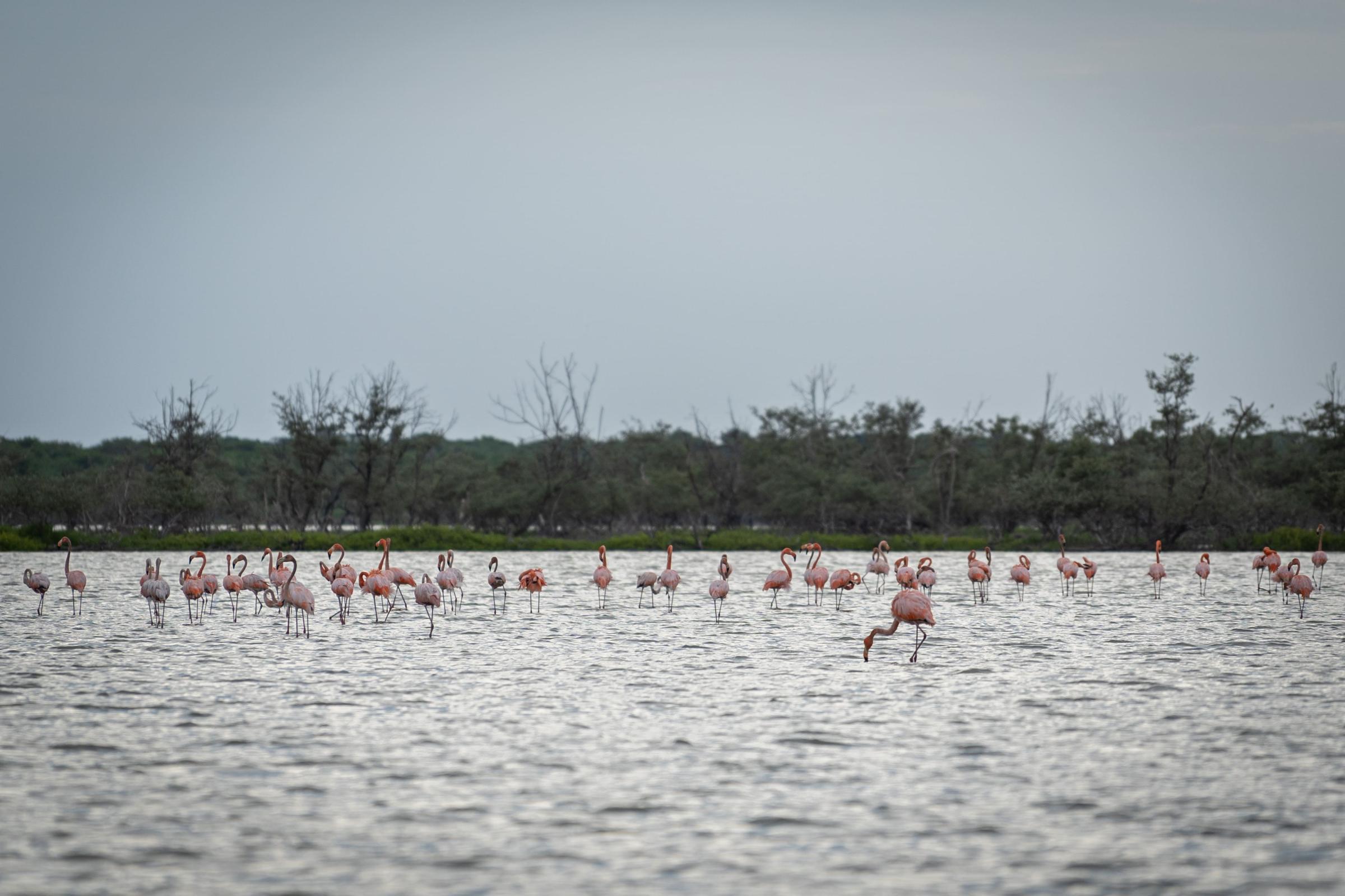The Wayuu community defending flamingos