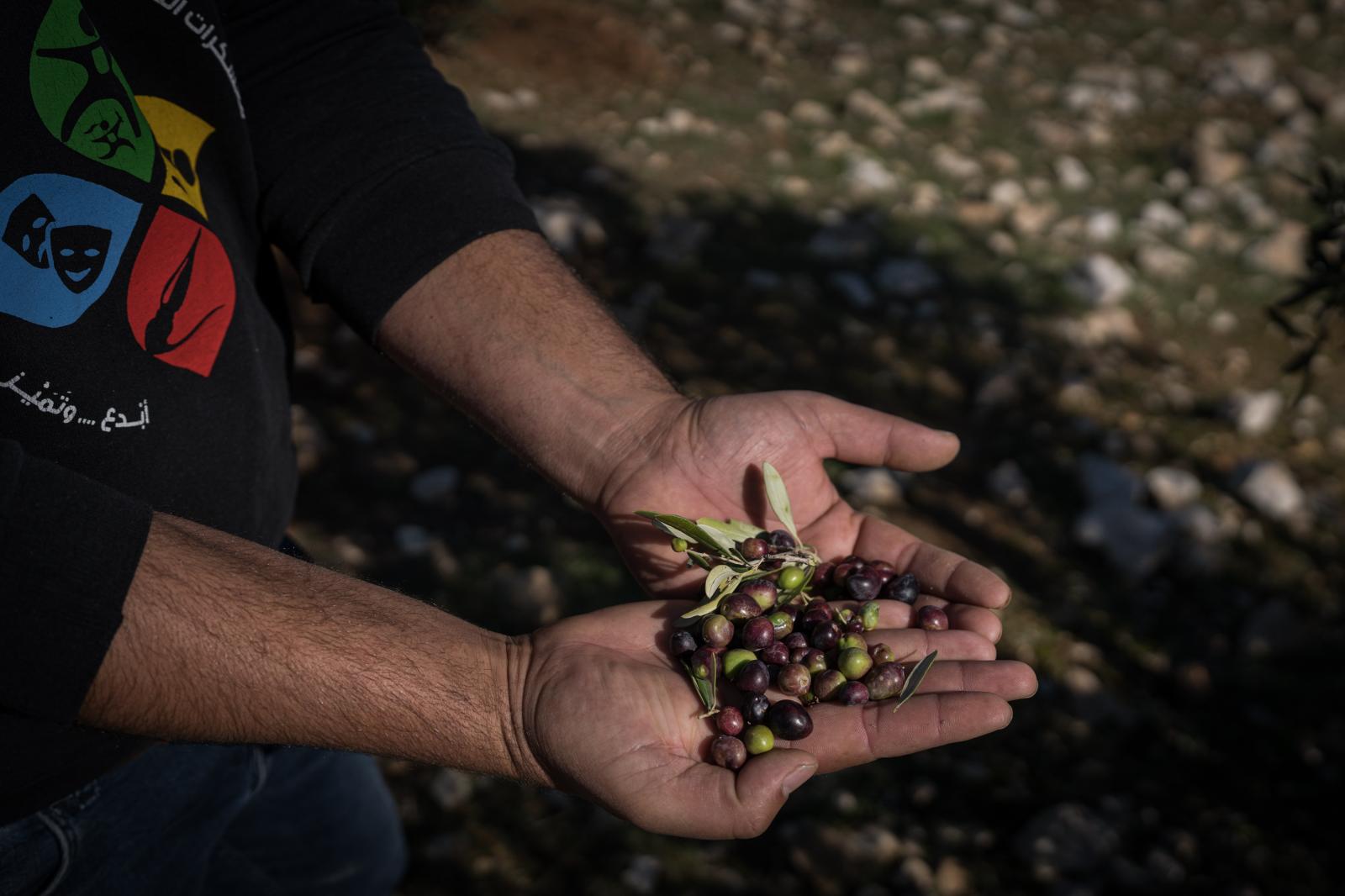 Israel, an announced war - A Palestinian farmer constantly harassed by Israeli settlers shows the olives he is harvesting  