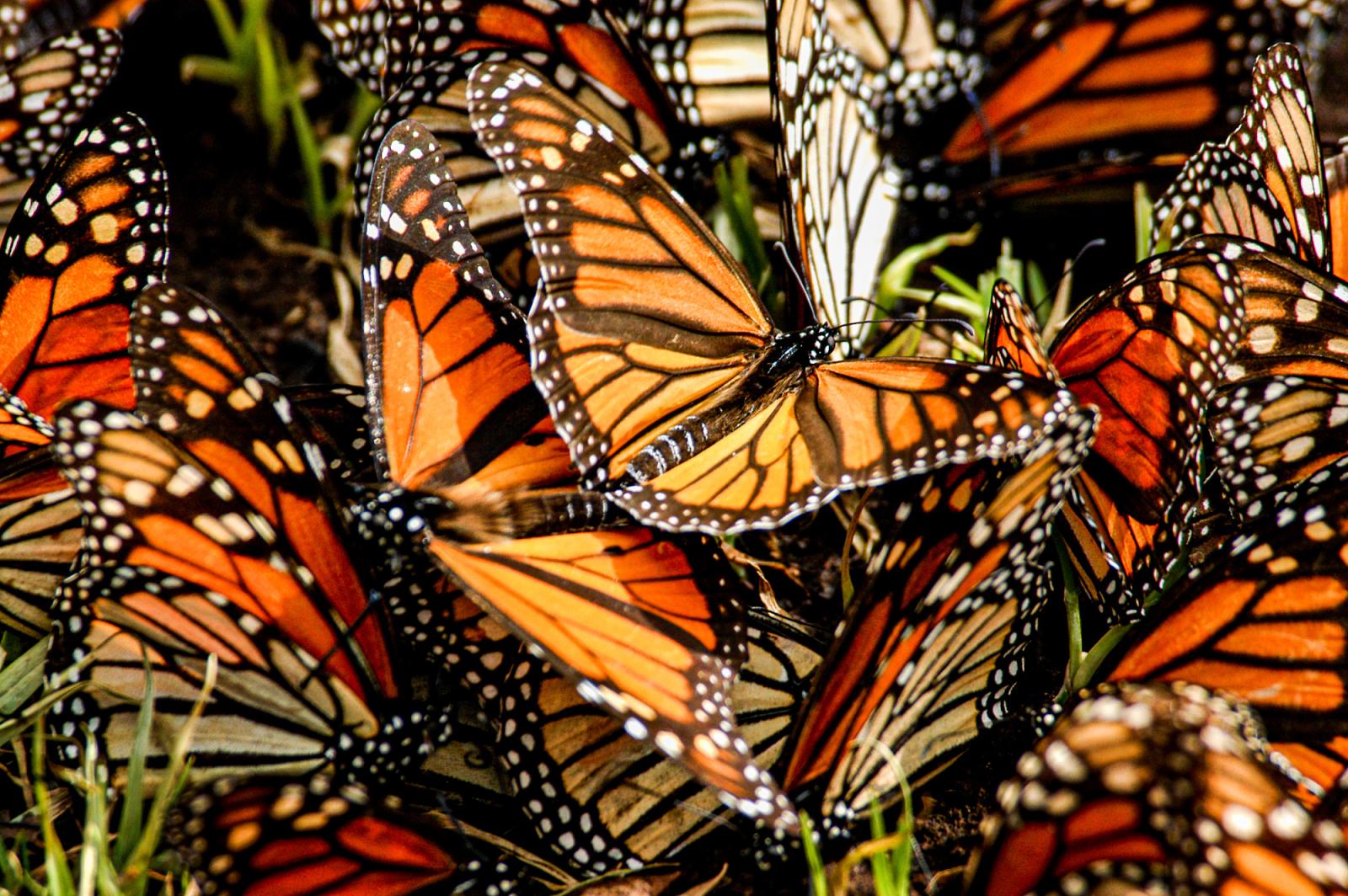Mexico, Michoacan, LH04, Reserv...gration of monarch butterflies,