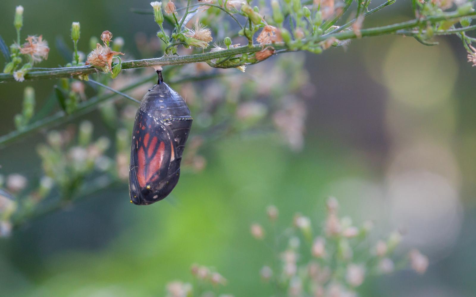 Monarch butterfly chrysalis. Danaus plexippus