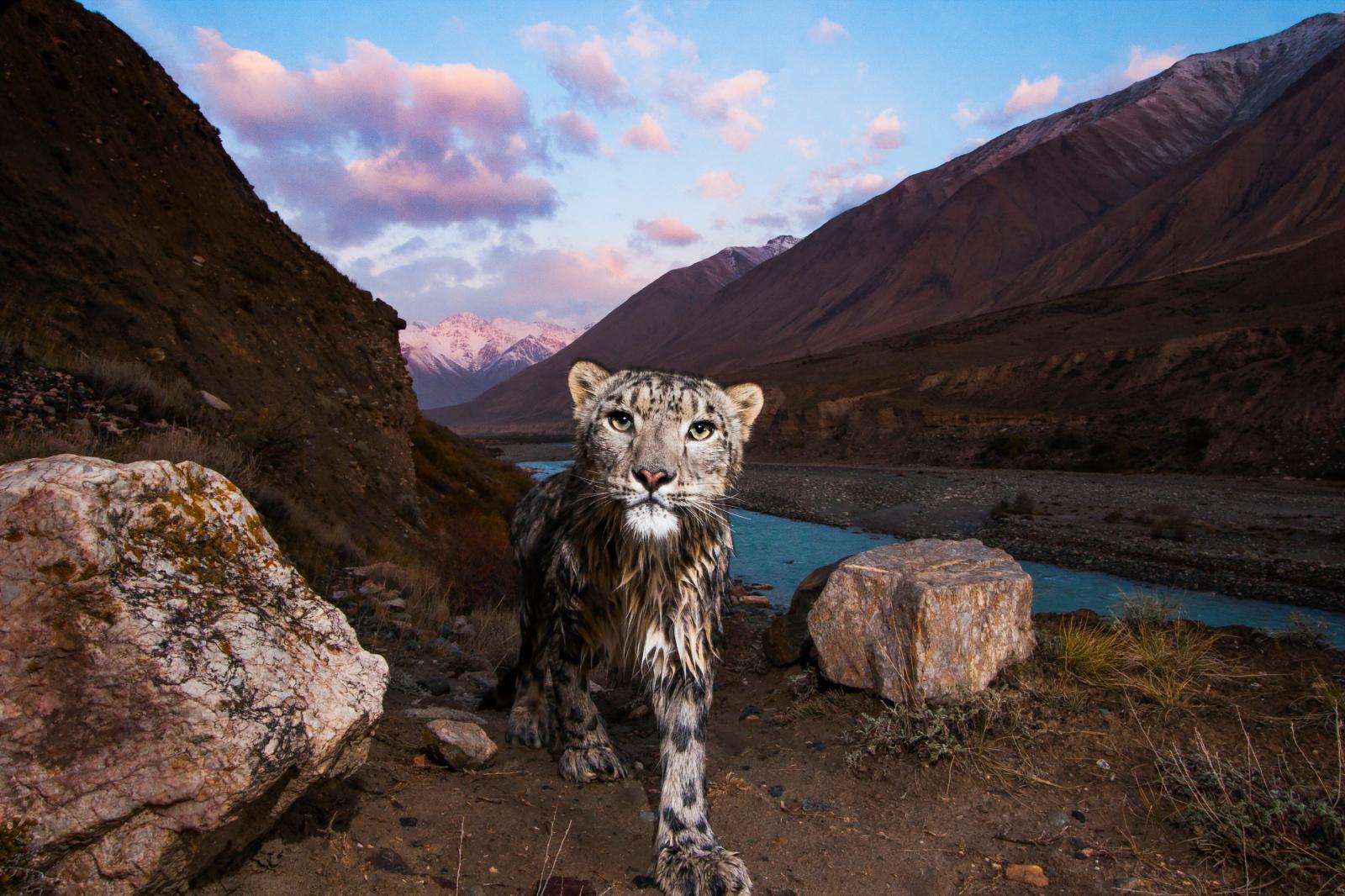Thumbnail of Snow Leopard (Panthera uncia) fe_n Mountains, eastern Kyrgyzstan 