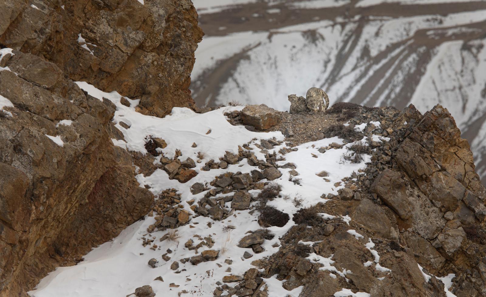 Thumbnail of A snow leopard family in the fre_ng weathers of Indian himalayas 