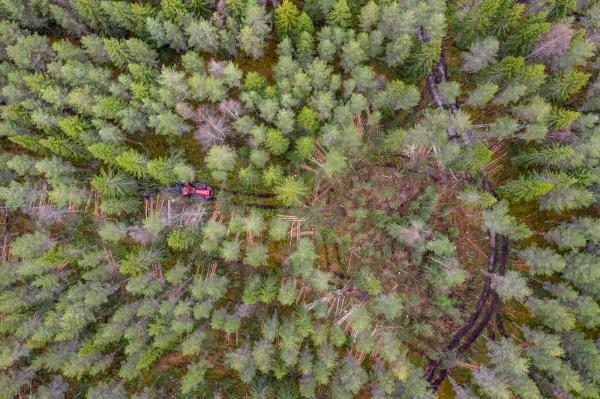 See the Forest for the Trees - Exposing Sweden's Green Myth of Sustainable Forestry