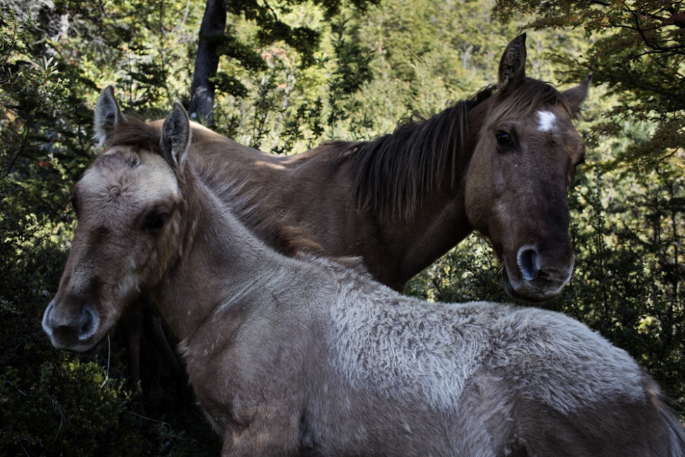  Horses in the Patagonia. The c...nd three on the Pascuas River. 