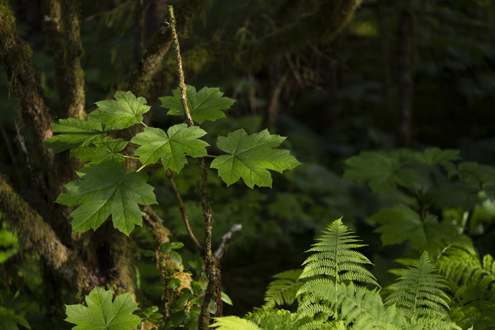 Image from Within the Tongass