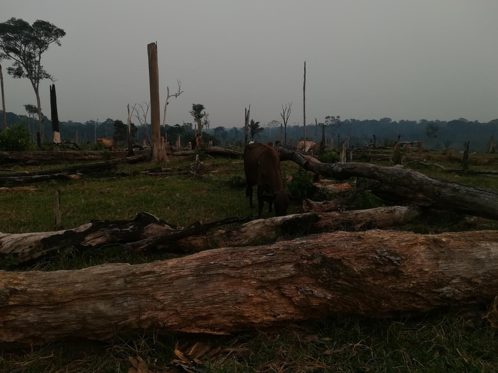 damage to the rainforest