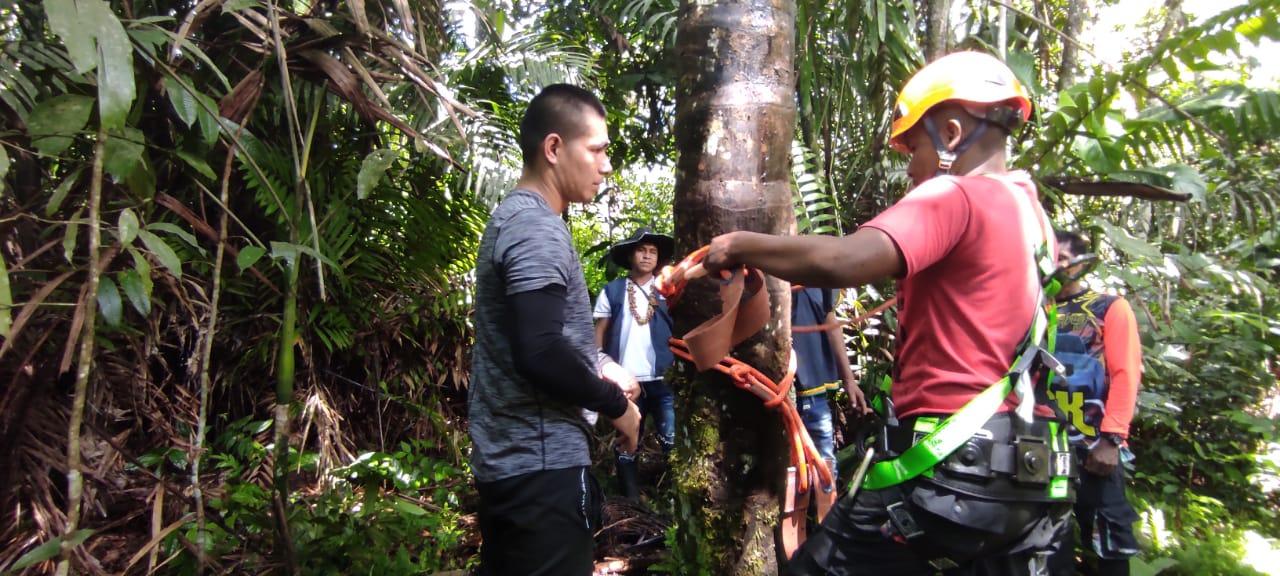 ascent and descent on the milpes palm