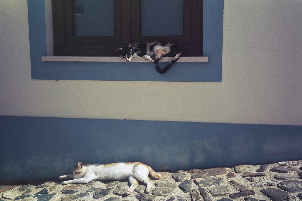  Sleeping cats. Aljezur, Portugal. 