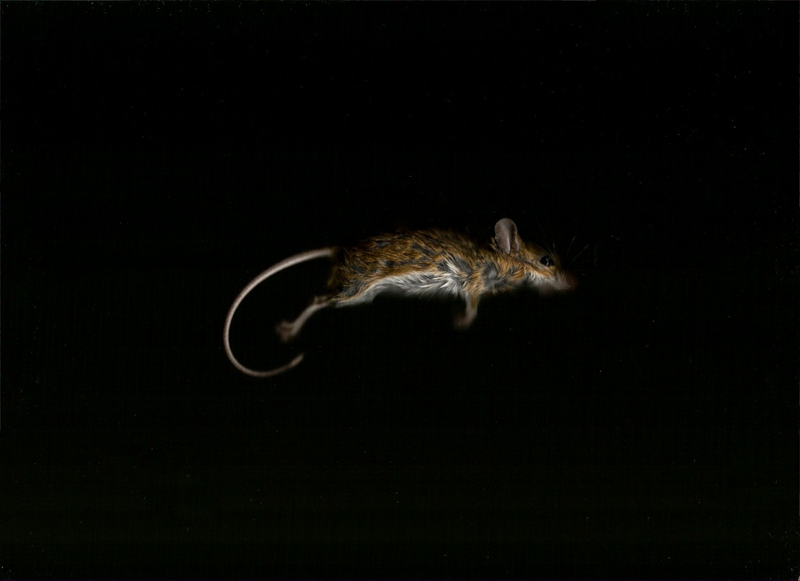  Unique Digital Scan- Mouse 2015 