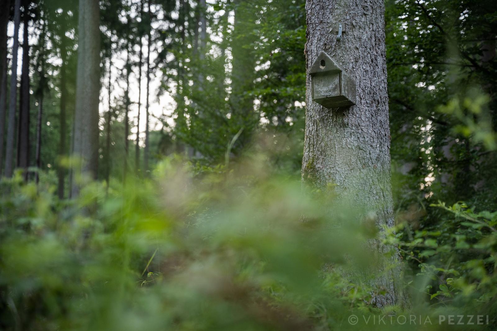 An installed bat box in the Ebersberger Forest.