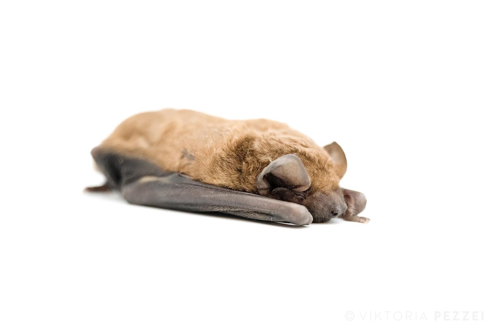 A dead Common noctule (Nyctalus...als die from internal bleeding.