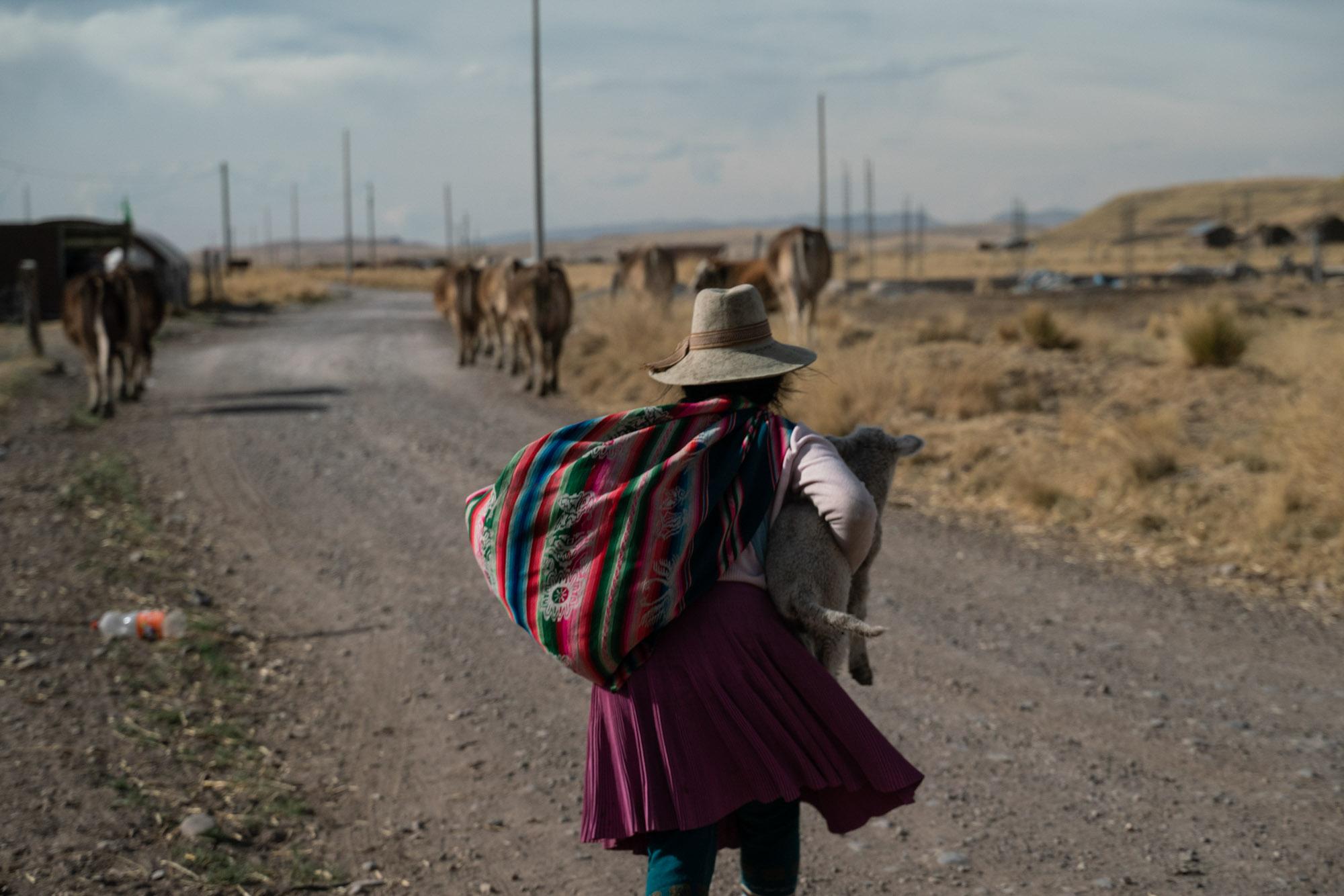 Wild copper - In the Huisa community in Espinar, a woman returns from...