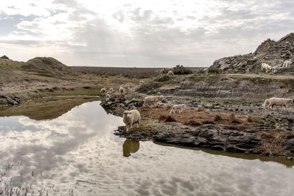 Climate Change Hits Southern Europe - Portugal, Castro Verde, 2022/02/03. Sheep drink water at...