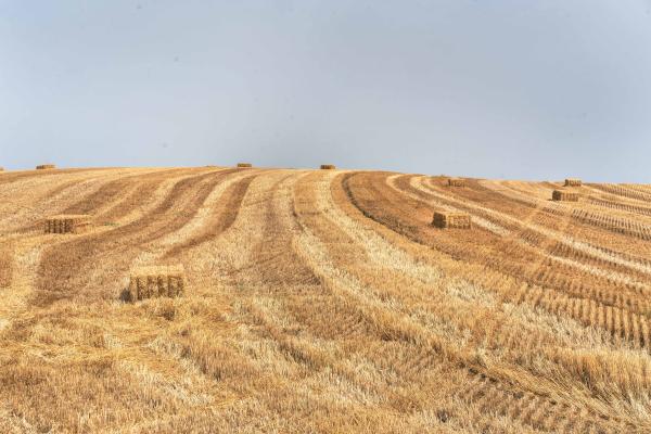 Image from Climate Change Hits Southern Europe - Portugal, Ciborro, 2022/06/17. A wheat field being...