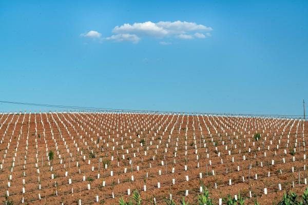 Image from Climate Change Hits Southern Europe - Portugal, Beja, 2022/07/06. New plantation of olives...