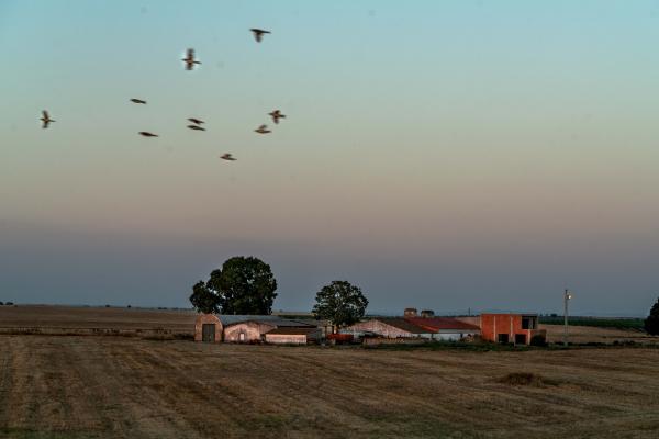 Image from Climate Change Hits Southern Europe - Portugal, Évora, 2022/07/06. Birds fly over a...