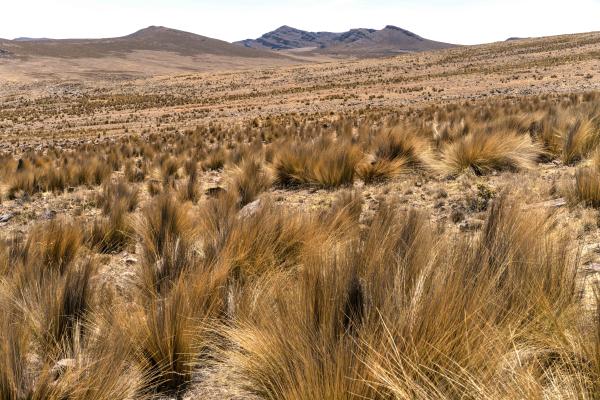Image from How Peru Saved the Vicuñas - Peru, Reserva Nacional Pampa Galeras Barbara...