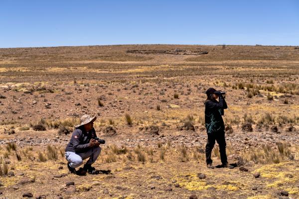 How Peru Saved the Vicuñas - Peru, Reserva Nacional Pampa Galeras Barbara...