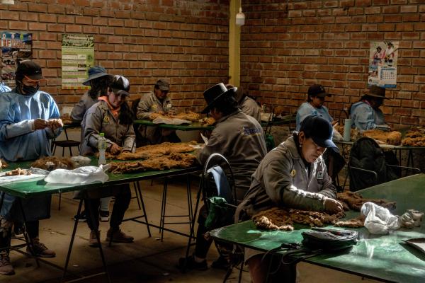 How Peru Saved the Vicuñas - Peru, Lucanas, 2022/09/12. Local women sort and clean...