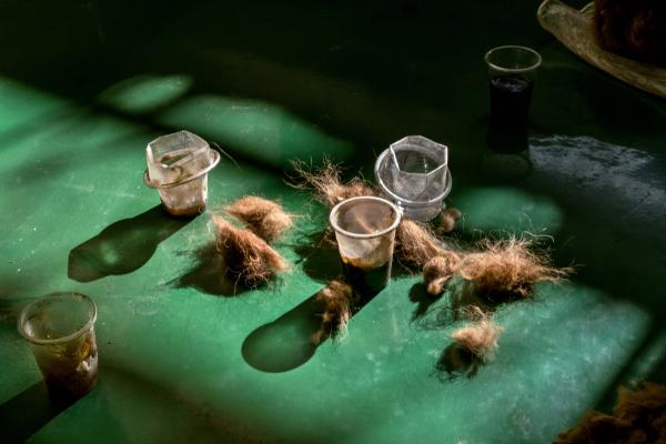Image from How Peru Saved the Vicuñas - Peru, Lucanas, 2022/09/12. Local women sort and clean...