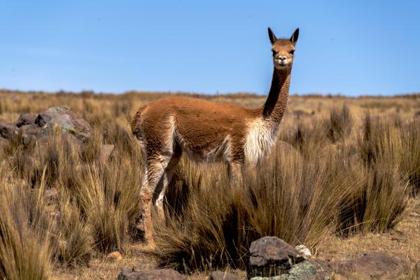 How Peru Saved the Vicuñas