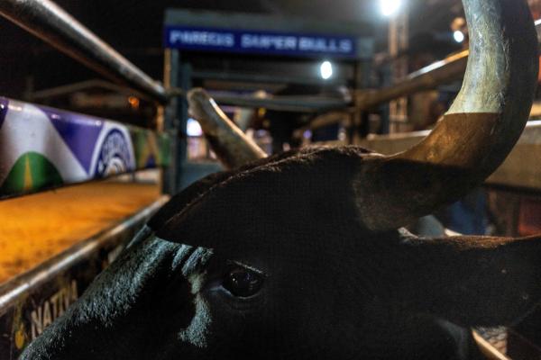 Image from The Chapadão dos Parecis - Brazil, Campo Novo dos Parecis, 2022/08/31. A bull waits...