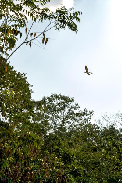 The Chapadão dos Parecis - Brazil, Sapezal, 2022/09/01. A macaw flies over a forest...