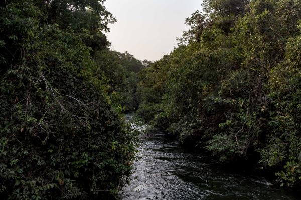 Image from The Chapadão dos Parecis - Brazil, Sapezal, 2022/09/01. A forest area in a farm in...