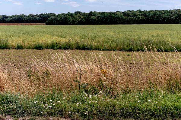 Image from Hectar, an attempt to reinvent the farm - France, Levis Saint Nom, 2022/06/29. A grain field on...