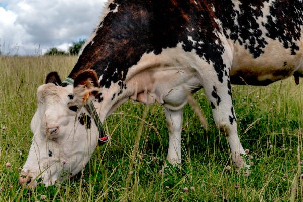 Image from Hectar, an attempt to reinvent the farm - France, Levis Saint Nom, 2022/07/01. Cow graze at the...