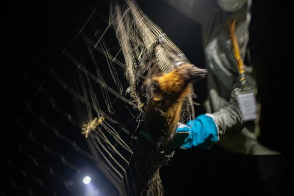 For NPR: The Nipah virus has a kill rate of 70%. Bats carry it. But how does it jump to humans? - A bat hooked on the net, and field researchers tried to remove it carefully from the net.