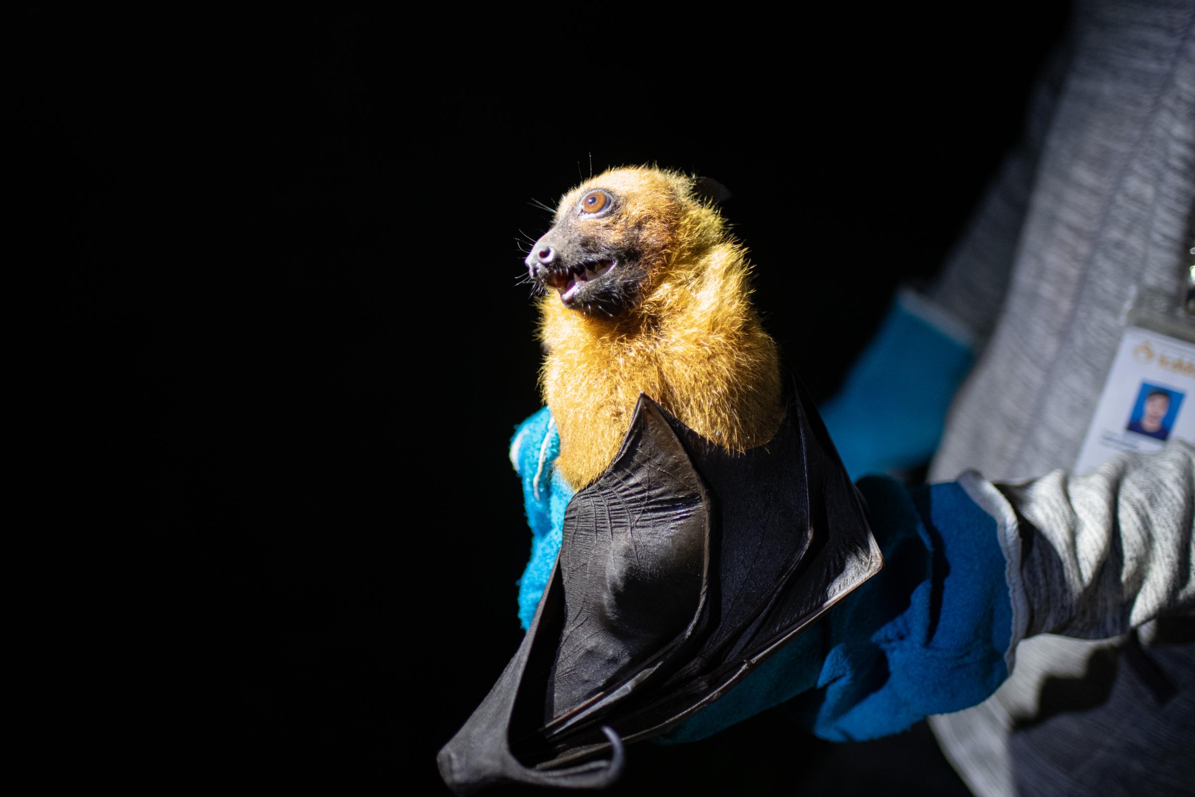For NPR: The Nipah virus has a kill rate of 70%. Bats carry it. But how does it jump to humans?