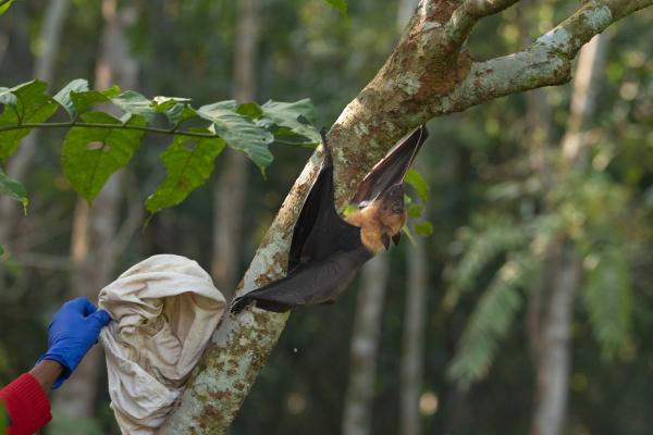 For NPR: The Nipah virus has a kill rate of 70%. Bats carry it. But how does it jump to humans? - A researcher releases a bat after taking samples and inserting microchips into it in Faridpur,...