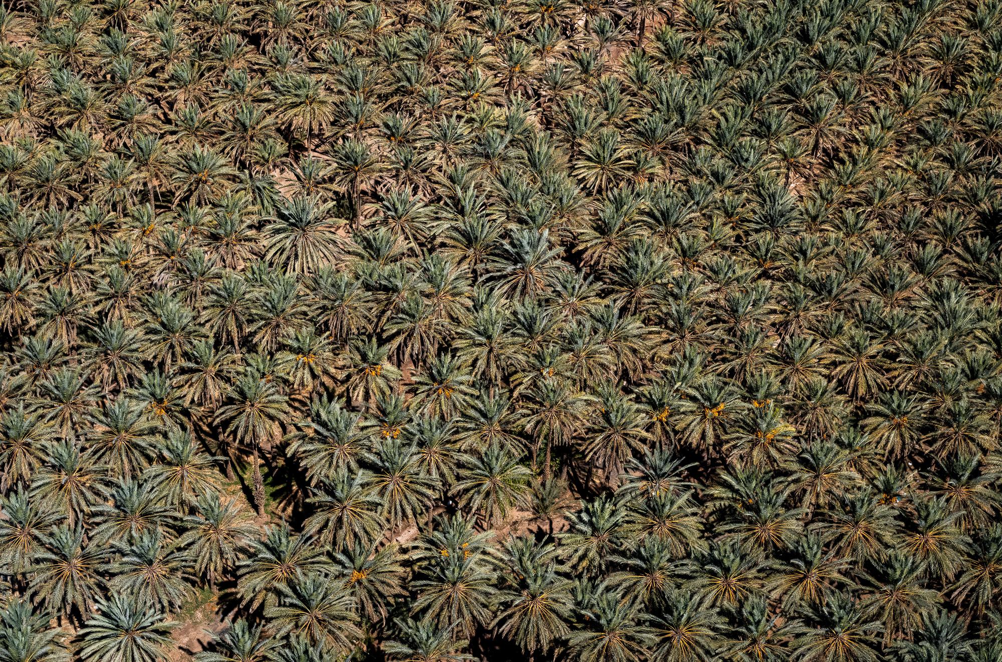 Saudi Arabia: Beyond The Petrol Wealth - Sweet treasures of the Al`Ula Oasis: 2.3 million date palm trees produce more than 90,000 tonnes...