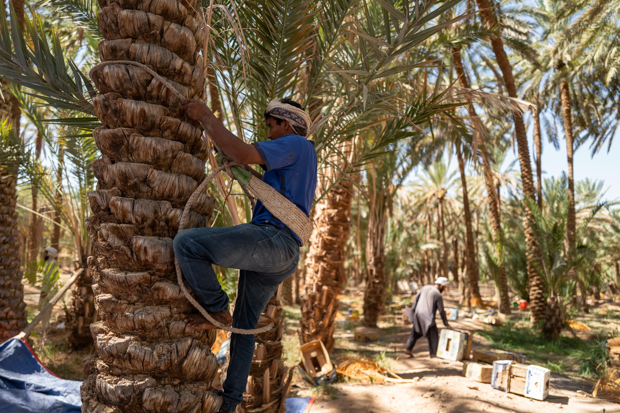 Saudi Arabia: Beyond The Petrol Wealth - The pickers use belts and ropes to climb the palm trees, which can grow up to 20 meters high.