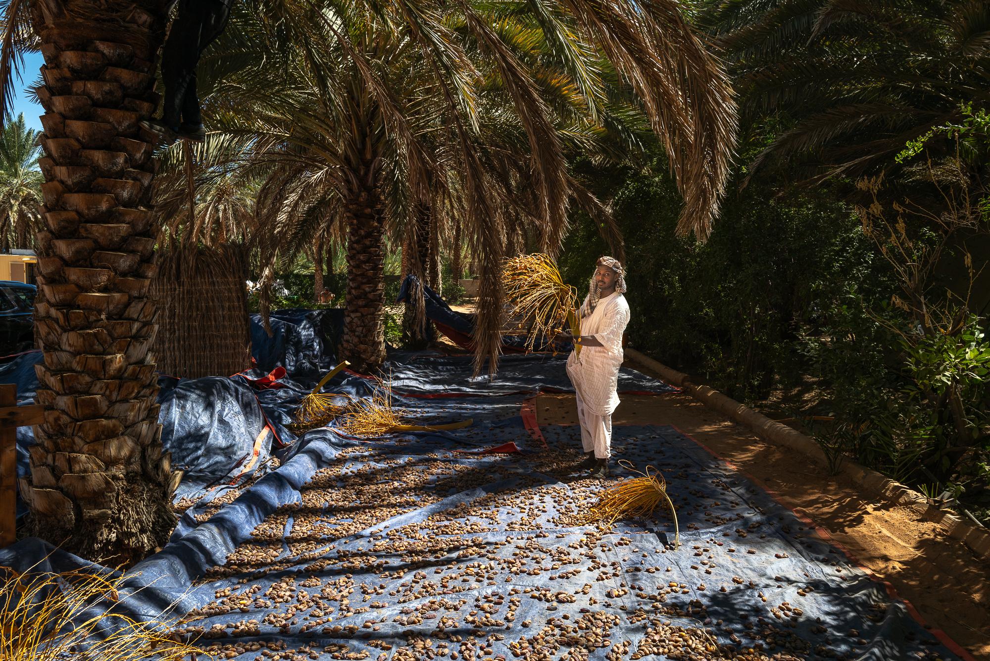 Saudi Arabia: Beyond The Petrol Wealth - Pickers chop off the branches with the dates and throw them onto a tarpaulin lying under the palm...