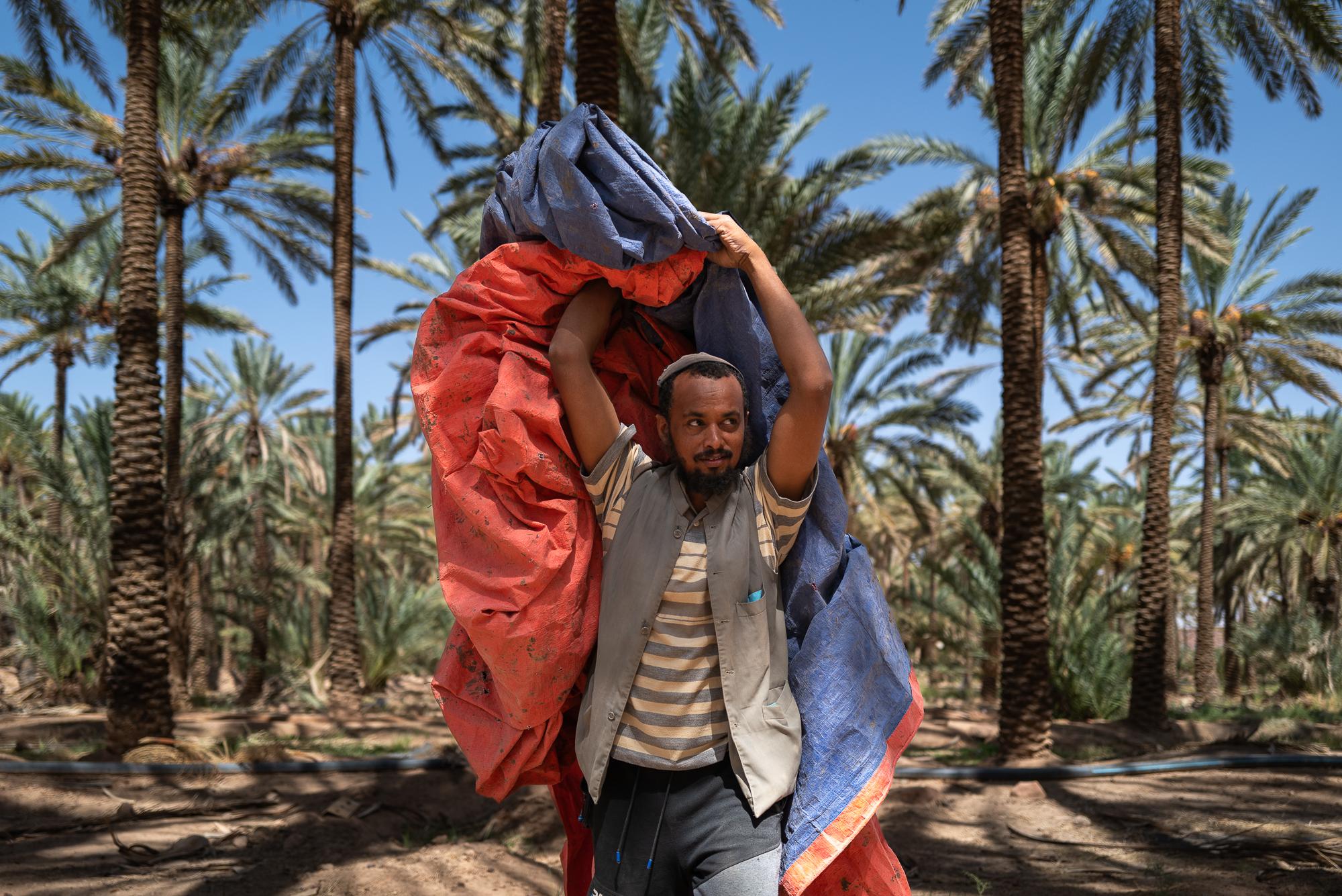 Saudi Arabia: Beyond The Petrol Wealth - Large tarpaulins are placed under the date trees before the dates are picked from the palms.