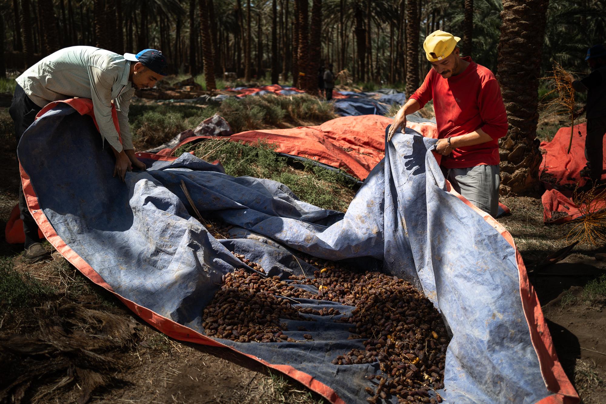 Saudi Arabia: Beyond The Petrol Wealth - Egyptian Hema Abdean and a colleague take the harvested dates to the packers.